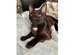 Adopt Jordan a All Black Domestic Shorthair / Mixed (short coat) cat in St.