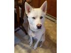 Adopt Finn a White Akita / Husky / Mixed dog in North Lima, OH (34346450)