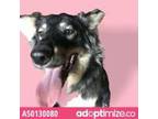 Adopt 50130080 a Black German Shepherd Dog / Collie / Mixed dog in El Paso