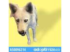 Adopt 50096214 a White Siberian Husky / Mixed dog in El Paso, TX (34707770)