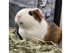 Adopt Charlotte a Guinea Pig small animal in Riverside, RI (34711154)