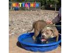 Adopt Sofia Mia a Brown/Chocolate American Pit Bull Terrier / Mixed dog in El