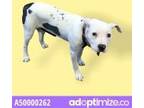Adopt Marley a White Pit Bull Terrier / Mixed dog in El Paso, TX (34709986)