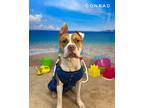 Adopt CONRAD a Tan/Yellow/Fawn - with White Terrier (Unknown Type