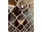 Adopt LEIA a Black Shepherd (Unknown Type) / Rottweiler / Mixed dog in El Paso