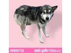 Adopt 49809726 a Gray/Blue/Silver/Salt & Pepper Siberian Husky / Mixed dog in El