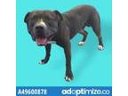 Adopt 49600878 a Black Border Terrier / Mixed dog in El Paso, TX (34707674)