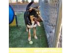 Adopt TOOTHLESS a Black German Shepherd Dog / Mixed dog in El Paso