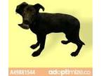 Adopt 49881544 a Black Border Terrier / Mixed dog in El Paso, TX (34707606)