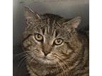 Adopt Tigg a Brown or Chocolate Domestic Shorthair / Mixed cat in Ballston Spa