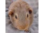 Adopt Chocolate a Guinea Pig small animal in Evansville, IN (34710915)