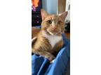 Adopt Sunny a Orange or Red Tabby Domestic Mediumhair / Mixed (medium coat) cat