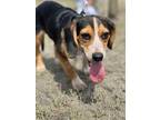 Adopt Lilly a Tricolor (Tan/Brown & Black & White) Beagle / Mixed dog in Daniel