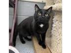 Adopt Bartok (Grim) a All Black Domestic Shorthair / Mixed cat in Watertown