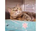 Adopt Haaslnut a Tan or Fawn Domestic Mediumhair / Mixed cat in Flagstaff