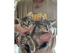 Adopt Cher a Gray, Blue or Silver Tabby American Shorthair / Mixed (short coat)