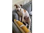 Adopt Millie a White - with Tan, Yellow or Fawn American Pit Bull Terrier /