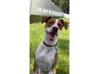 Adopt Kobe a Tan/Yellow/Fawn - with White Jack Russell Terrier / Mixed dog in