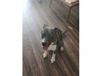 Adopt Avery a Brindle - with White Catahoula Leopard Dog / Mixed dog in Cuyahoga