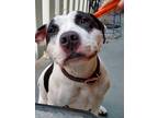 Adopt Lola a White - with Black American Staffordshire Terrier / Mixed dog in