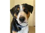 Adopt Bravo a Border Collie / Rottweiler / Mixed dog in Kamloops, BC (34707976)