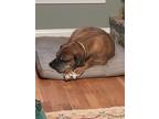 Adopt BJ a Tan/Yellow/Fawn Boxer / Mixed dog in Alexandria, VA (34691929)
