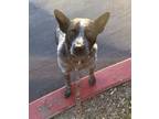 Adopt Tucker a Merle Australian Cattle Dog / Mixed dog in Ramona, CA (34707361)