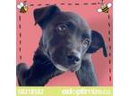 Adopt 50218582 a Black Labrador Retriever / Mixed dog in El Paso, TX (34710020)