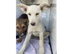Adopt a White German Shepherd Dog / Mixed dog in Hanford, CA (34709762)