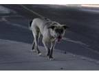 Adopt 49390742 a Gray/Blue/Silver/Salt & Pepper Border Terrier / Mixed dog in El