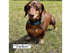 Adopt Tucker a Brown/Chocolate - with Tan Dachshund / Mixed dog in