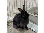 Adopt Lilith A Angora, French / Mixed Rabbit In Oceanside, CA (34707043)