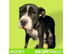 Adopt 49322821 a Black Labrador Retriever / Mixed dog in El Paso, TX (34707575)