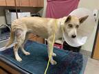 Adopt a Tan/Yellow/Fawn Labrador Retriever / Mixed dog in Modesto, CA (34709221)