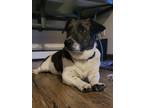 Adopt Fred a Brindle - with White Terrier (Unknown Type, Medium) / Beagle /