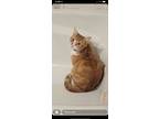 Adopt Muzzy a Orange or Red American Shorthair / Mixed (short coat) cat in