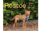 Adopt Roscoe a Terrier (Unknown Type, Medium) dog in Mooresville, NC (34706622)