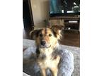 Adopt Sereia a Collie / Husky dog in San Angelo, TX (34709137)