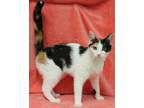 Adopt Freckles 35422 a Calico or Dilute Calico Calico / Mixed (short coat) cat