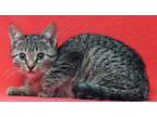 Adopt Fiona 35559 a Gray, Blue or Silver Tabby Domestic Shorthair / Mixed (short
