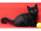 Adopt Axton 35528 a Black (Mostly) Domestic Shorthair / Mixed (short coat) cat