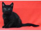 Adopt August 35527 a All Black Domestic Shorthair / Mixed cat in Prattville