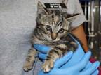 Adopt BUTTERBALL a Brown Tabby Domestic Shorthair / Mixed (short coat) cat in