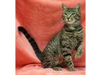 Adopt Sweet Pea 35489 a Gray, Blue or Silver Tabby Domestic Shorthair / Mixed