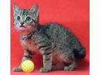 Adopt Sutton 35557 a Gray, Blue or Silver Tabby Domestic Shorthair / Mixed cat