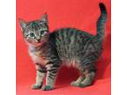 Adopt Stone 35554 a Gray, Blue or Silver Tabby Domestic Shorthair / Mixed (short