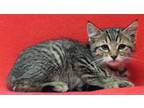 Adopt Paige 35547 a Gray, Blue or Silver Tabby Domestic Shorthair / Mixed (short