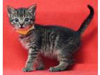Adopt Nancy 35558 a Gray, Blue or Silver Tabby Domestic Shorthair / Mixed cat in