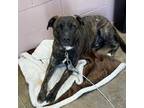 Adopt ELVIS a Brindle - with White American Pit Bull Terrier / Labrador