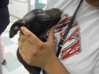 Adopt GOLEM a Black Collie / Mixed dog in Oklahoma City, OK (34708841)